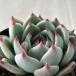  суккулентное растение skekebe задний персик Taro суккулентное растение ekebe задний 7.5cm pot 