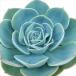  succulent plant yaekebe rear Seven Deities of Good Luck succulent plant ekebe rear 9cm pot 