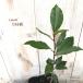  month katsura tree . low lie herb 10.5cm pot ge Kei juHerb