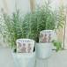  лаванда рассада nanaro там 9cm pot цветок рассада . корень . садоводство трава рассада Herb ykh