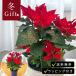 po in se Cheer красный ламе имеется 5 номер горшок бесплатная доставка упаковка имеется You fo рубин a подарок по случаю конца года зима подарок подарок растение в горшке цветочный горшок 
