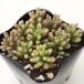  суккулентное растение sese dam Aurora суккулентное растение se dam 9cm pot 