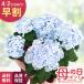 | скидка за ранний заказ | День матери подарок гортензия ...... голубой 5 номер горшок бесплатная доставка День матери подарок цветок растение в горшке .... фиолетовый . цветок Япония цветок ki Ryuutsu 