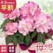 | скидка за ранний заказ | День матери подарок рододендрон розовый 5 номер горшок бесплатная доставка День матери подарок цветок растение в горшке best Япония цветок ki Ryuutsu 