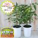  Nimes miracle Nimes 2 pot set 4 number pot summer. insecticide measures herb natural plant . pesticide Herb