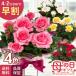 | скидка за ранний заказ | День матери подарок можно выбрать мини роза Star rose 4 цвет 4 номер горшок бесплатная доставка День матери подарок цветок растение в горшке роза Япония цветок ki Ryuutsu 