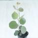  эвкалипт рассада popolas9cm pot po Lien semo spo rupnea символ tree саженец Hanaki трава рассада Herb