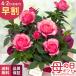| скидка за ранний заказ | День матери подарок мини роза tamalakoruda-na5 номер горшок бесплатная доставка День матери подарок цветок растение в горшке роза Япония цветок ki Ryuutsu 