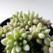  суккулентное растение hmse dam .... розовый Berry суккулентное растение se dam 6cm pot 