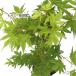  предварительный заказ распродажа клен ...12cm pot контактный дерево рассада . лист momiji садовое дерево саженец Hanaki take 4 месяц средний . после отправка 