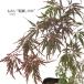  предварительный заказ распродажа клен . лист ...12cm pot контактный дерево рассада . лист momiji садовое дерево саженец Hanaki take 4 месяц средний . после отправка 
