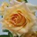  предварительный заказ распродажа роза рассада роза большой рассада река книга@ роза .uli L договор товар вид 4 сезон .. роза .. бесплатная доставка крем желтый цвет hao 12 месяц средний . после отправка 