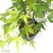  предварительный заказ распродажа клен . Izumi 12cm pot контактный дерево рассада . лист momiji садовое дерево саженец Hanaki take 4 месяц средний . после отправка 