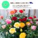 �\��̔� �~�j�o�� ���x���_�[�R���_�[�i �o�^�i�� 3���|�b�g �l�G�炫 �o�� �K�N �o���c �c �R���_�i �� bry 11����{�ȍ~���� �֘A�摜1