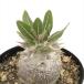  succulent plant capakipotium. ratio . large black real raw 7.5cm pot free shipping succulent plant pakipotiumko- Dex 