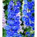  предварительный заказ распродажа Delphi новый m рассада Bluebird 10.5cm pot много год . садоводство цветок рассада . корень . рассада oom 3 месяц последняя декада после отправка 