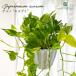  предварительный заказ распродажа декоративное растение pothos terunoNo.017 esprit 5 номер горшок подвешивание горшок подвешивание ниже висячий подарок интерьер модный регистрация товар вид 3 месяц средний . после отправка 
