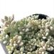  суккулентное растение seglaptopetarum....himeshuu Ray суккулентное растение glaptopetarum9cm pot 