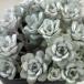  succulent plant sese dam spa abrasion folium cape swing white snow misebaya9cm pot succulent plant 