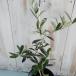  оливковый nebatiro Bronco 10.5cm pot декоративное растение оливковый. дерево рассада символ tree садовое дерево фруктовое дерево mto