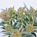  предварительный заказ распродажа s Kimi a Magic ma-ro9cm pot регистрация товар вид . ввод si Kimi a саженец Hanaki tni 11 месяц средний . после отправка 