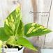  декоративное растение pothos terunoNo.021kagya8cm pot декоративное растение маленький размер маленький салон подарок подарок интерьер модный регистрация товар вид 