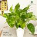  декоративное растение pothos 3 цвет ..3.5 номер горшок lime мрамор Queen flash декоративное растение маленький размер маленький салон подарок подарок интерьер модный 