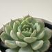  суккулентное растение hmekebe задний .... . суккулентное растение ekebe задний 6cm pot 