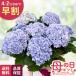 | скидка за ранний заказ | День матери подарок гортензия Princess Charlotte голубой 5 номер горшок бесплатная доставка День матери подарок цветок растение в горшке .... фиолетовый . цветок Япония цветок ki Ryuutsu 