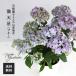  предварительный заказ распродажа Yoshioka красота . san. гора гортензия полный небо звезда голубой 4 номер горшок бесплатная доставка гортензия серрата гора фиолетовый . цветок подарок подарок растение в горшке цветочный горшок 4 месяц последняя декада после отправка 