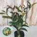  4 сезон .. османтус 9cm pot золотой дерево . саженец Hanaki 