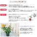 �\��̔� �~�j�o�� �x�����[�� 3���|�b�g �l�G�炫 �F�� ���� �o�� �K�N �o���c �c �� ars 11����{�ȍ~���� �֘A�摜2
