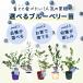 �\��̔� �I�ׂ�10�i�� �u���[�x���[ �c �T�U���n�C�u�b�V���n 4.5���`5���� 2�N���ȏ�c �ʎ��c �c ��� �c�� �ʎ� ���A�� yms 11����{�ȍ~���� �֘A�摜1