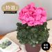  предварительный заказ распродажа специальный отбор цикламен персидский faru роза rose 5 номер горшок бесплатная доставка. . сельское хозяйство . подарок по случаю конца года зима подарок цветок подарок подарок растение в горшке цветочный горшок mdn 12 месяц сверху . после отправка 