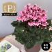  предварительный заказ распродажа premium цикламен персидский ангел. брызги розовый серия регистрация товар вид 5 номер горшок бесплатная доставка. . сельское хозяйство . зима подарок цветок подарок подарок растение в горшке цветочный горшок mdn 12 месяц сверху . после отправка 