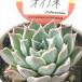  суккулентное растение kswekebeli AOI none Kashiwa магазин магазин san рассада ekebe задний 6cm pot 