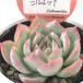  суккулентное растение kswekebe задний Silhouette Kashiwa магазин магазин san рассада ekebe задний 6cm pot 