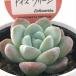  суккулентное растение kswekebe задний лёд зеленый Kashiwa магазин магазин san рассада ekebe задний 6cm pot 