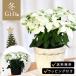  пудинг se Cheer чисто-белый 5 номер горшок бесплатная доставка упаковка имеется po in se Cheer Рождество зима подарок цветок подарок подарок растение в горшке цветочный горшок 