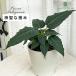 [ предшествующий предварительный заказ P3 раз ] декоративное растение fi rental re Rige o-sa4 номер горшок Индия bo большой ju маленький размер маленький салон подарок интерьер модный mzt 3 месяц средний . после отправка 