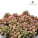  суккулентное растение skse dam .... Apple Berry суккулентное растение se dam 7.5cm pot 