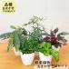  декоративное растение 5 горшок комплект 3.5 номер горшок лотерейный мешок бесплатная доставка декоративное растение маленький размер маленький салон подарок подарок интерьер модный 