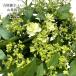  предварительный заказ распродажа Yoshioka красота . san. гора гортензия цветок .9cm pot .... рассада цветок рассада саженец гора .... гортензия серрата гора фиолетовый . цветок yos 10 месяц последняя декада после отправка 