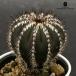 ca кактус pekchinifela реальный сырой 6cm pot бесплатная доставка You bell любитель кактус 