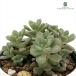  суккулентное растение hmse dam ju-si- суккулентное растение se dam 6cm pot 