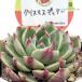  суккулентное растение kswekebe задний Рождество tia- Kashiwa магазин магазин san рассада ekebe задний 6cm pot 
