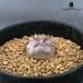 cako Piaa poa чёрный . круг реальный сырой бесплатная доставка кактус 9cm pot 