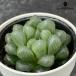  суккулентное растение hm - oruchi голубой b two saturun машина ta суккулентное растение - oru Cheer 6cm pot 