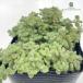  суккулентное растение seklas Rav low me дыра суккулентное растение klasla9cm pot 