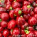  предварительный заказ распродажа tougalasi рассада Pepe long chi-noro тонн do9cm pot красный острый перец перец стручковый овощи рассада огород nft 5 месяц последняя декада после отправка 